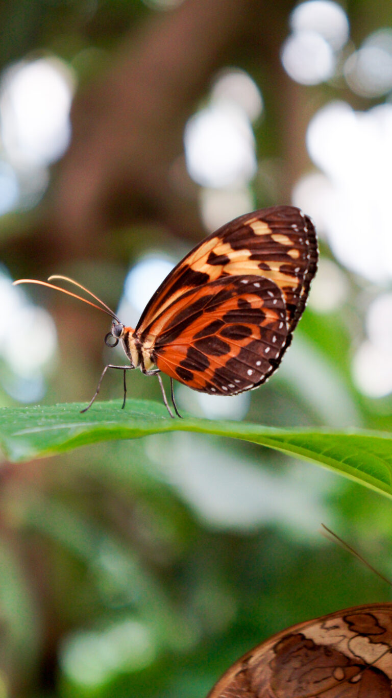 Itsy bitsy Spider and some Flutter-by
