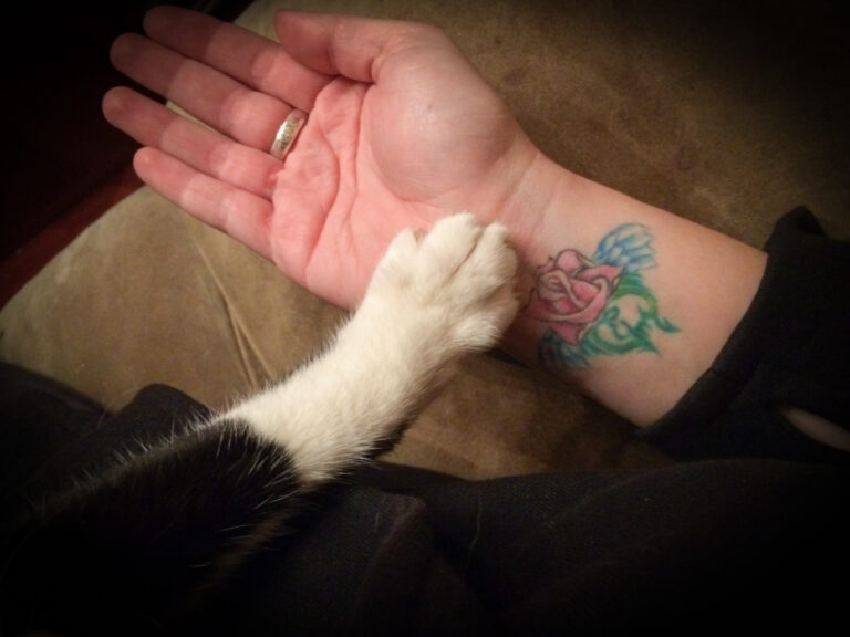 Where is purrfectfire!?