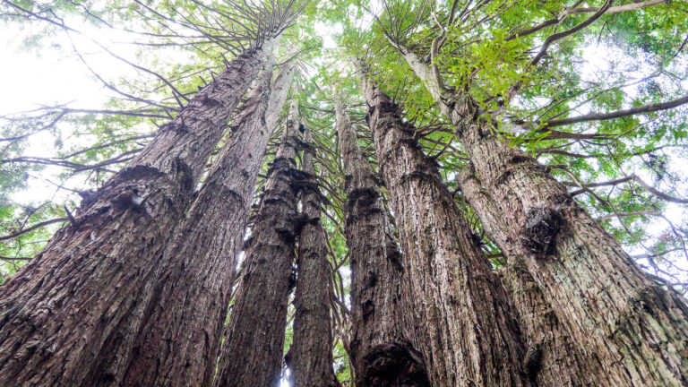 Shrine to nature – The Redwoods