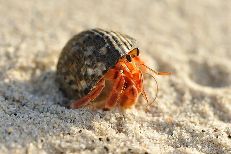 Hermit Crab