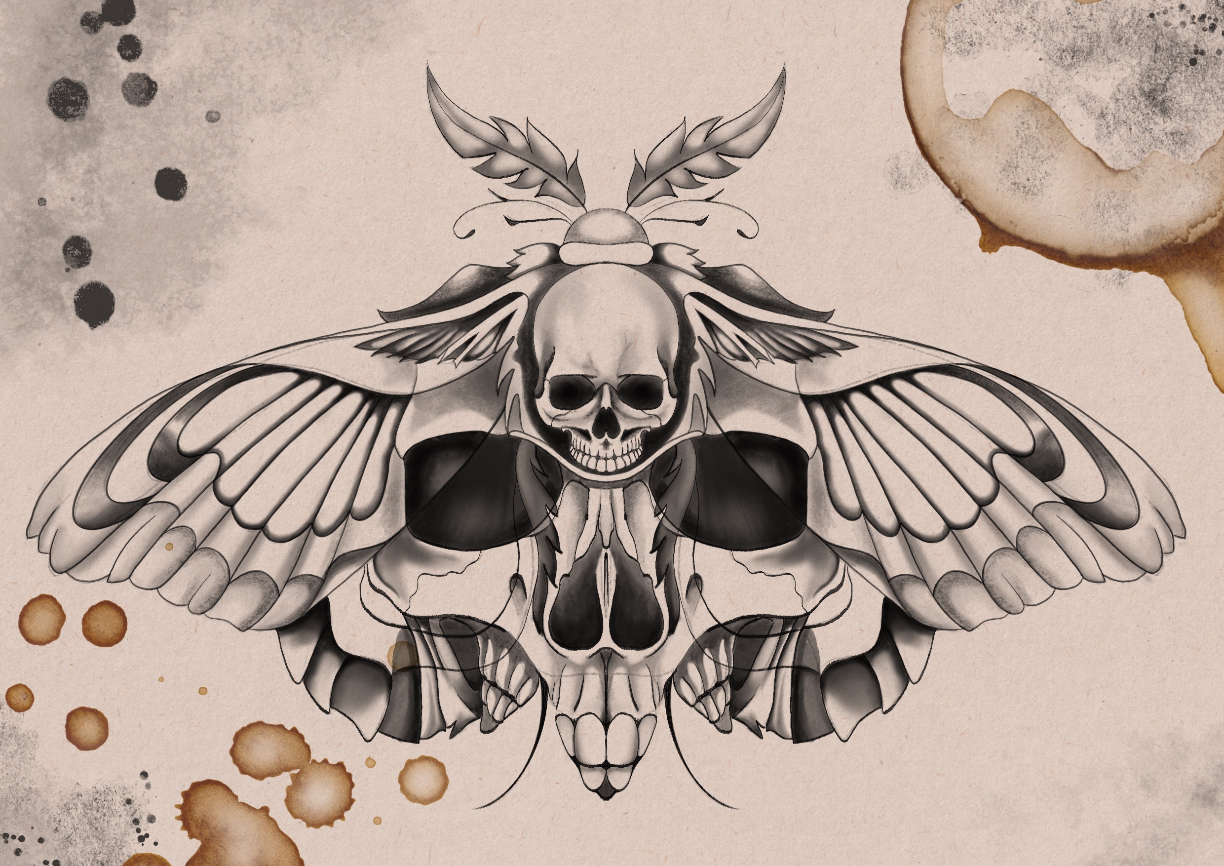 Death’s-head Hawk-moth