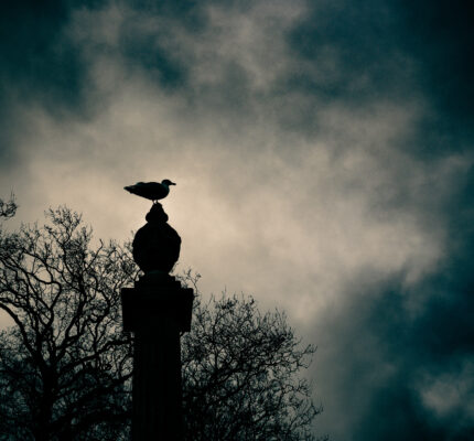 Grieving the Dream, Embracing the Now