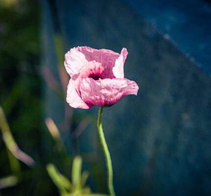 Gardens of the Forgotten: Ta’ Braxia, Pietà